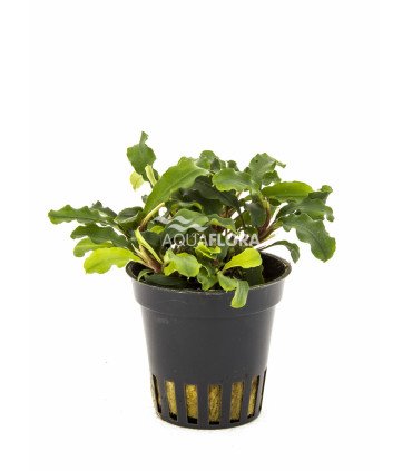 Bucephalandra 'Wavy Green