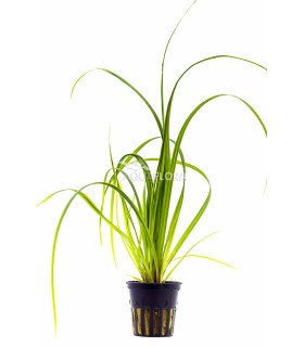 Cyperus helferi