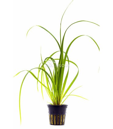 Cyperus helferi