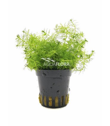 Myriophyllum sp. 'Guyana'