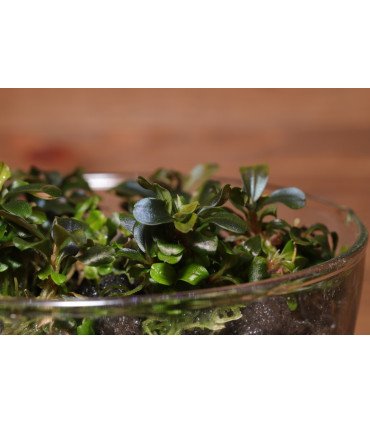 Bucephalandra sp. 'Theia Red'- In Vitro