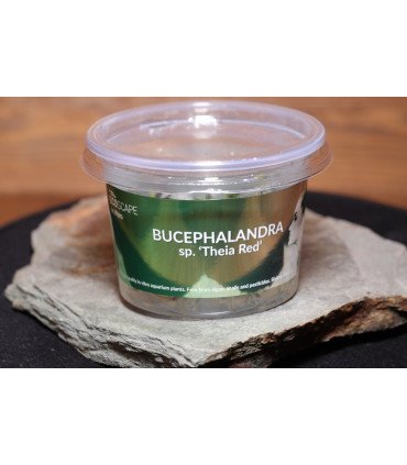 Bucephalandra sp. 'Theia Red'- In Vitro