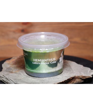 Bucephalandra 'Wavy Green