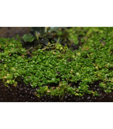 Bucephalandra 'Wavy Green