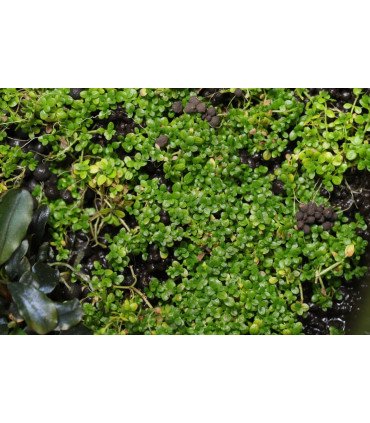 Bucephalandra 'Wavy Green