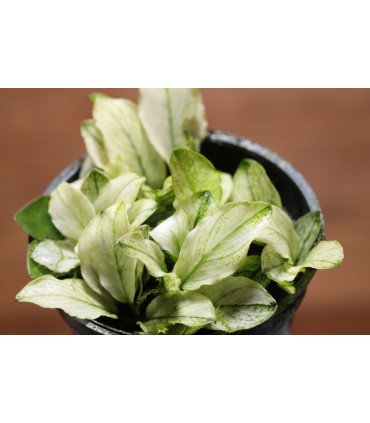 Anubias barteri var. nana 'Pinto' , une Anubias nana aux feuilles marbrées de blanc