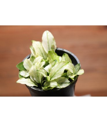 Anubias barteri var. nana 'Pinto' , une Anubias nana aux feuilles marbrées de blanc