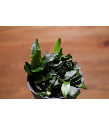 Anubias barteri var. nana 'Pangolino' , une des plus petites variétés de la célébre Anubias barteri