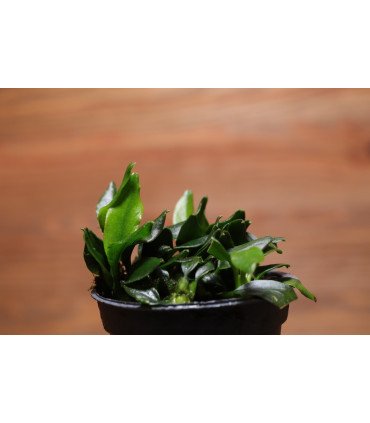 Anubias barteri var. nana 'Pangolino' , une des plus petites variétés de la célébre Anubias barteri