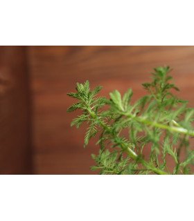 Myriophyllum sp. 'Guyana'