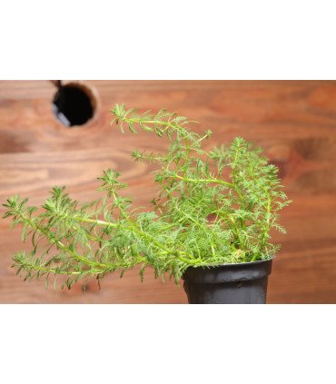 Myriophyllum sp. 'Guyana'