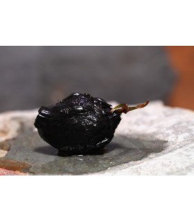 Nympheae zenkeri 'red' - Bulbe