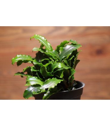 Bucephalandra 'Wavy Green