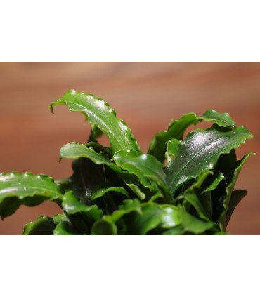 Bucephalandra 'Wavy Green