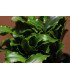 Bucephalandra 'Wavy Green