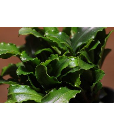 Bucephalandra 'Wavy Green