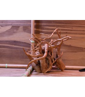 Racine araignée sur photo