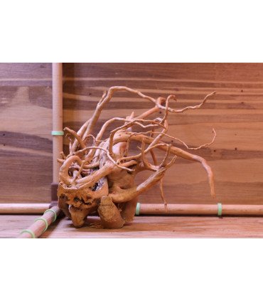 Racine araignée sur photo