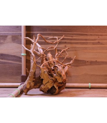 Racine araignée sur photo