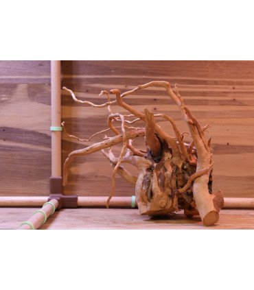 Racine araignée sur photo