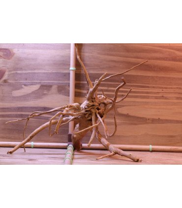 Racine araignée sur photo