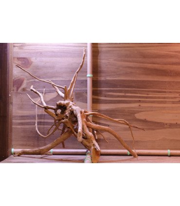 Racine araignée sur photo