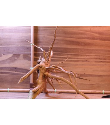 Racine araignée sur photo