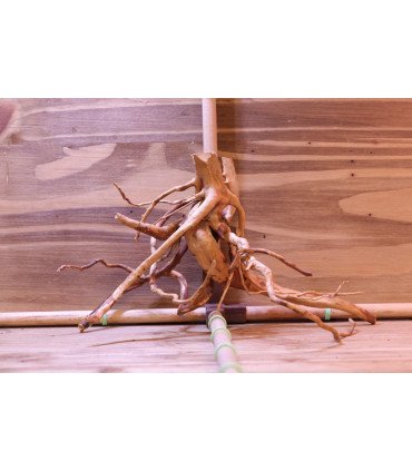 Racine araignée sur photo