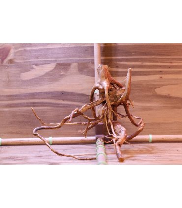 Racine araignée sur photo
