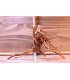 Racine araignée sur photo
