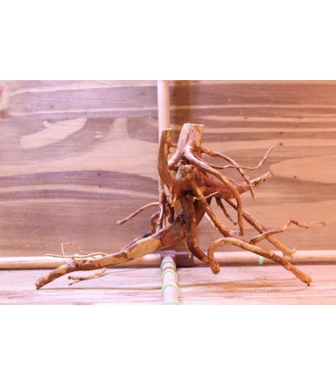 Racine araignée sur photo