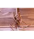 Racine araignée sur photo