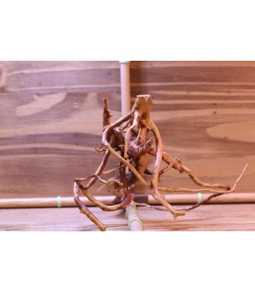 Racine araignée sur photo