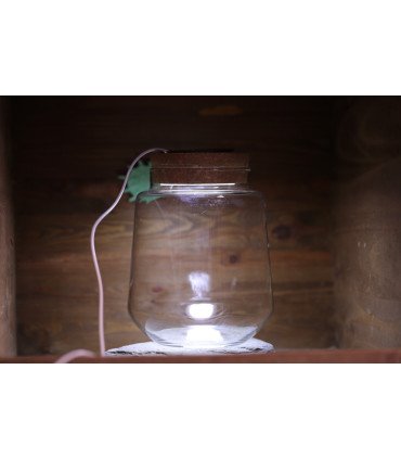 Kit Mini-Terrarium "Izumi"  avec ou sans LED