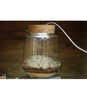 Kit Mini-Terrarium "Izumi"  avec ou sans LED