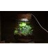 Kit Mini-Terrarium "Izumi"  avec ou sans LED