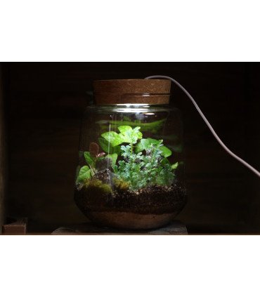 Kit Mini-Terrarium "Izumi"  avec ou sans LED