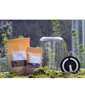 Kit Atelier Mini-Terrarium + LEDs "Tropical" Cylindre M