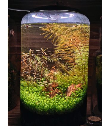 Session Atelier mini-terrarium.