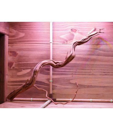 Curli Wood sur photo