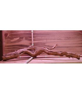 Curli Wood sur photo