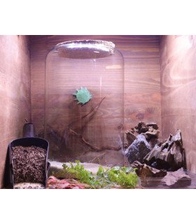 Kit Atelier Mini-Terrarium-Cylindre M "Tropical"