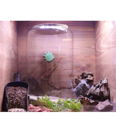 Kit Atelier Mini-Terrarium-Cylindre M "Tropical"