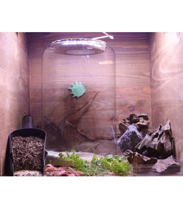 Kit Atelier Mini-Terrarium 'Cylindre M' + LED 5w