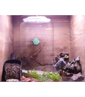 Kit Atelier Mini-Terrarium 'Cylindre M' + LED O'rchidLight