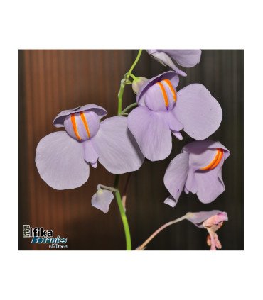 Utricularia cornigera