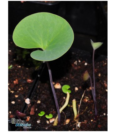 Utricularia cornigera