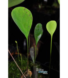 Utricularia humboldtii
