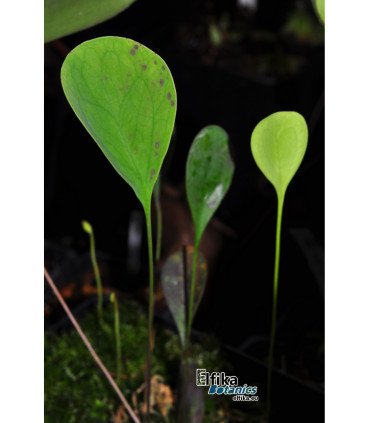Utricularia humboldtii