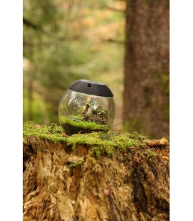 Micro terrarium eclairage LED